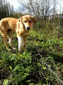 Чому не варто боятися брати собаку з притулку, що надихають історії, HELLO! Росія собаку