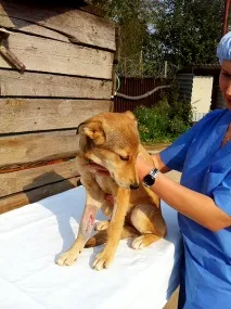 Чому не варто боятися брати собаку з притулку, що надихають історії, HELLO! Росія брати