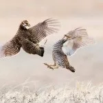 Поведінка перепелів перепелів