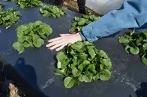 Посадка полуниці під чорний покривний матеріал посадка