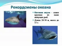 океана