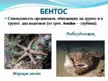 живот