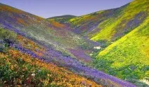 Природа, рослини та тварини Індії природа