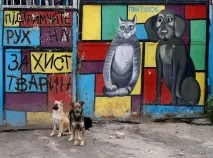 Притулок для бездомних тварин у Пирогові (9 фото) пирогові