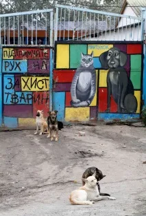 Притулок для бездомних тварин у Пирогові (9 фото) пирогові