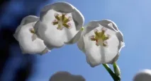 Фінляндії