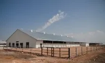 Розведення великої рогатої худоби особливості та перспективи - Сільгосппортал худоби