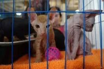 Рідкісні породи кішок привезли учасники Міжнародної виставки до Уссурійська. учасники