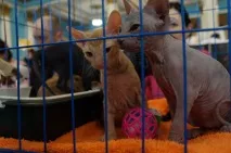 Рідкісні породи кішок привезли учасники Міжнародної виставки до Уссурійська. привезли