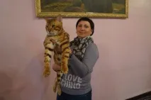 Рідкісні породи кішок привезли учасники Міжнародної виставки до Уссурійська. кішок
