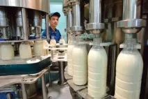 Розведення великої рогатої худоби особливості та перспективи - Сільгосппортал рогатої