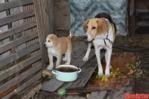 алма това