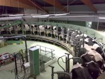 Розведення великої рогатої худоби особливості та перспективи - Сільгосппортал розведення