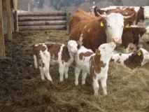 Розведення великої рогатої худоби особливості та перспективи - Сільгосппортал великої