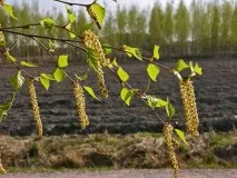 Фінляндії