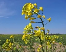 олио рапично