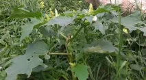 засаждате отрова