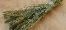 Репішок звичайний корисні та лікувальні властивості, протипоказання, способи застосування трави при репішок
