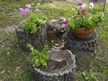 rutaria снимка