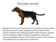 українська гонча - Презентація 189635-15 кішка