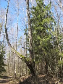 культурно-просвітницький