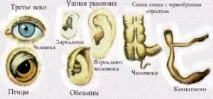 всичко зачатъци