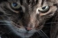 котів