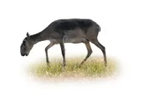няколко десетки няколко десетки