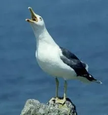 сребърна argentatus