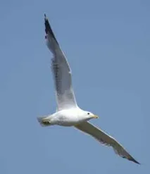 larus larus