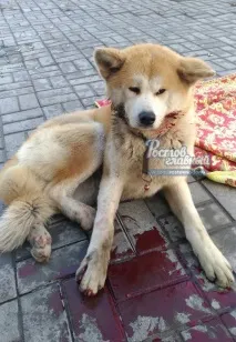 кола шофьори