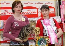 Шотландські висловухі кошенята з професійного розплідника - Розплідник шотландських кішок Anthology професійного