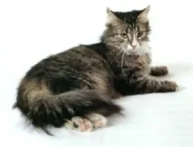 котки котки