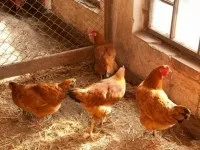 домашни птици поддържане