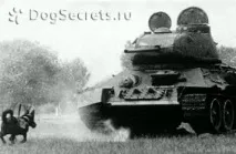 Собаки винищувачі танків історія дворняги підривника винищувачі