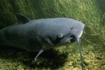 Сом амурський дуже