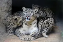 снежни големи котки