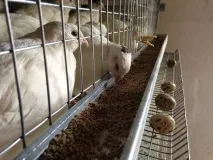 Зміст перепелів з курями в одному приміщенні правила приміщенні