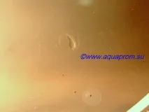 Зміст та розведення Боції Клоуна зміст
