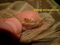 Зміст та розведення Боції Клоуна розведення