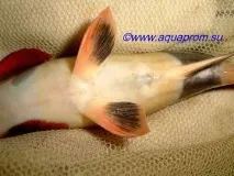 Зміст та розведення Боції Клоуна Clown loach