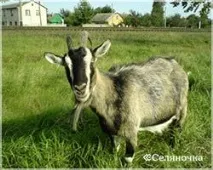 Случка коз - Селяночка - портал для фермерів, сільське господарство, тваринництво, птахівництво, случка