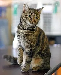 Споделя това Tonkin котка