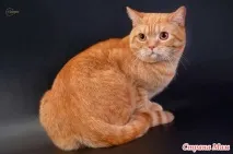 специализация котки