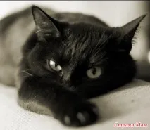 котки Метаболитните процеси тялото