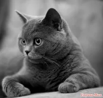 котки Метаболитните процеси тялото