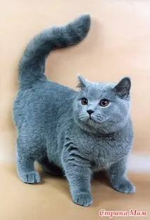 Метаболитните процеси котки