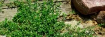 knotweed свойства