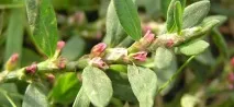knotweed knotweed