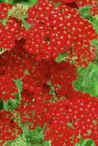 градина любима